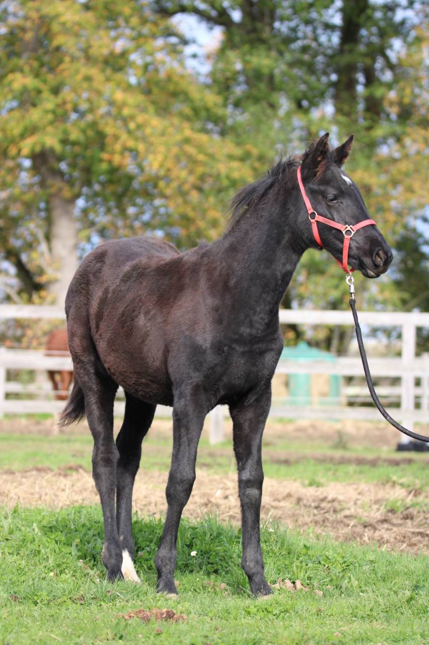 Valse de Blackgrim (x Nalegro)