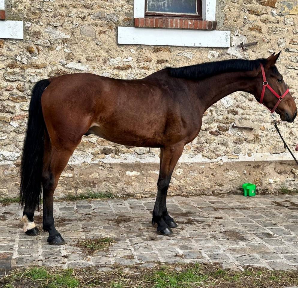 Cheval 5 ans KWPN &agrave; vendre - CSO