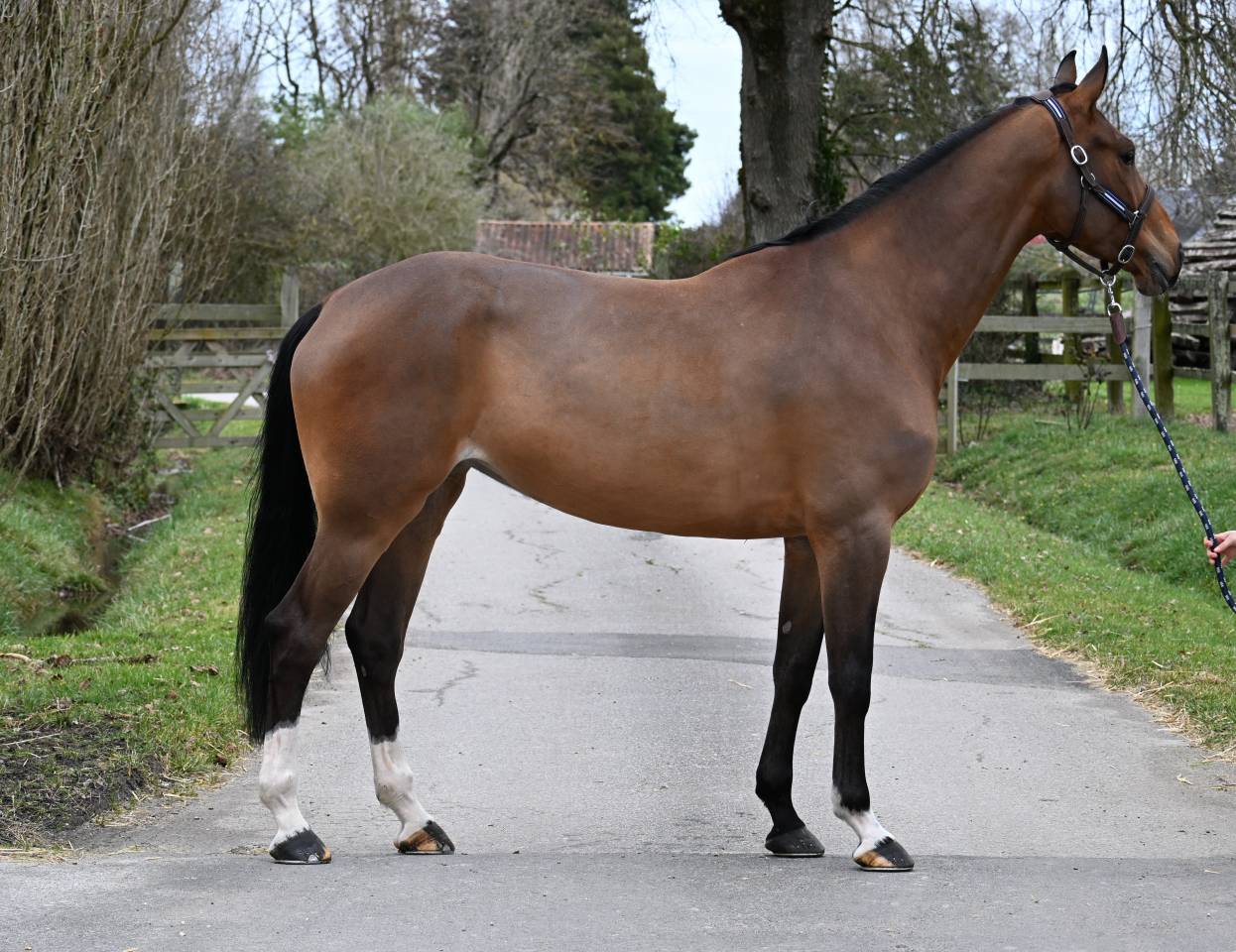 Jument de 6 ans OC - CSO