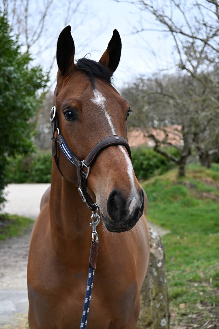 Jument de 6 ans OC - CSO