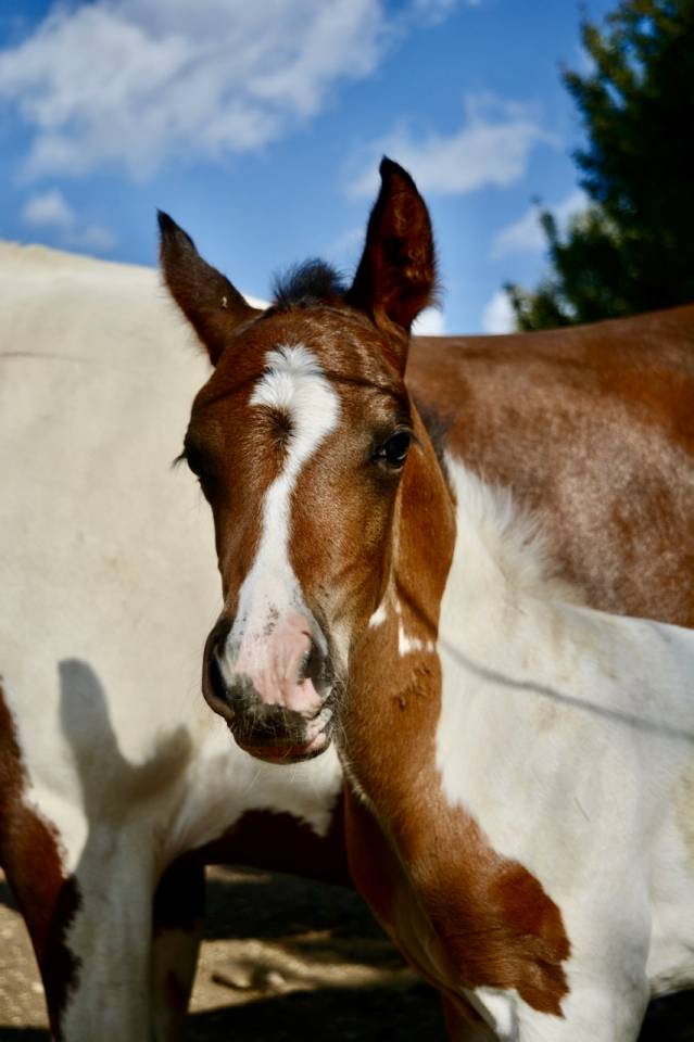 Poulain plein papier pie bai tobiano