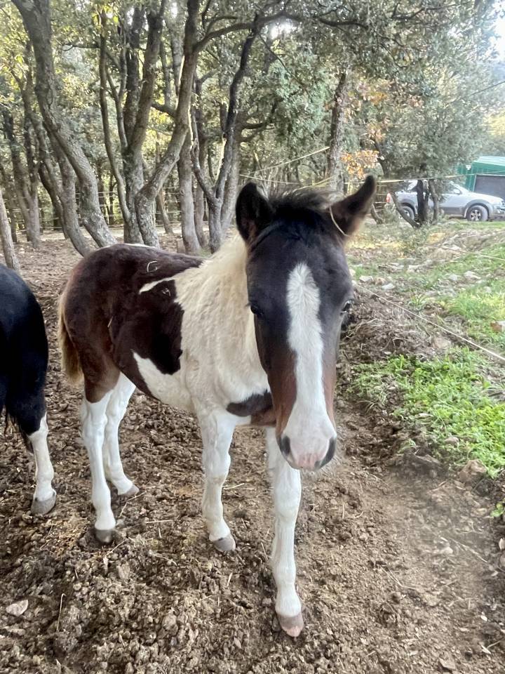 Poulain plein papier pie bai tobiano