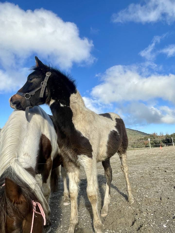 Poulain plein papier pie bai tobiano