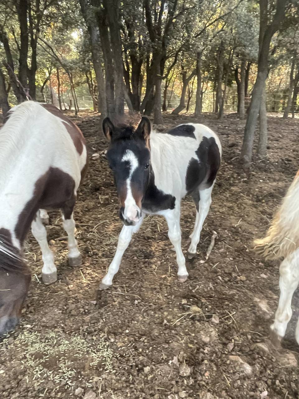 Poulain plein papier pie bai tobiano