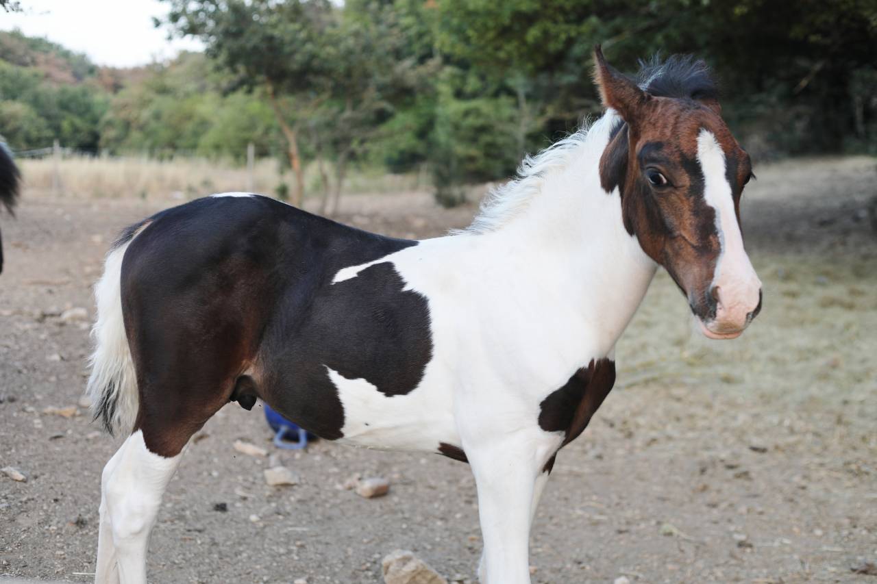 Poulain plein papier pie bai tobiano