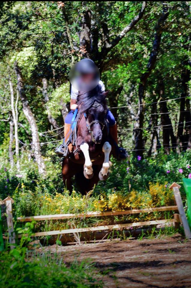 Ponette de club et &eacute;levage pie noir onc 10 ans 