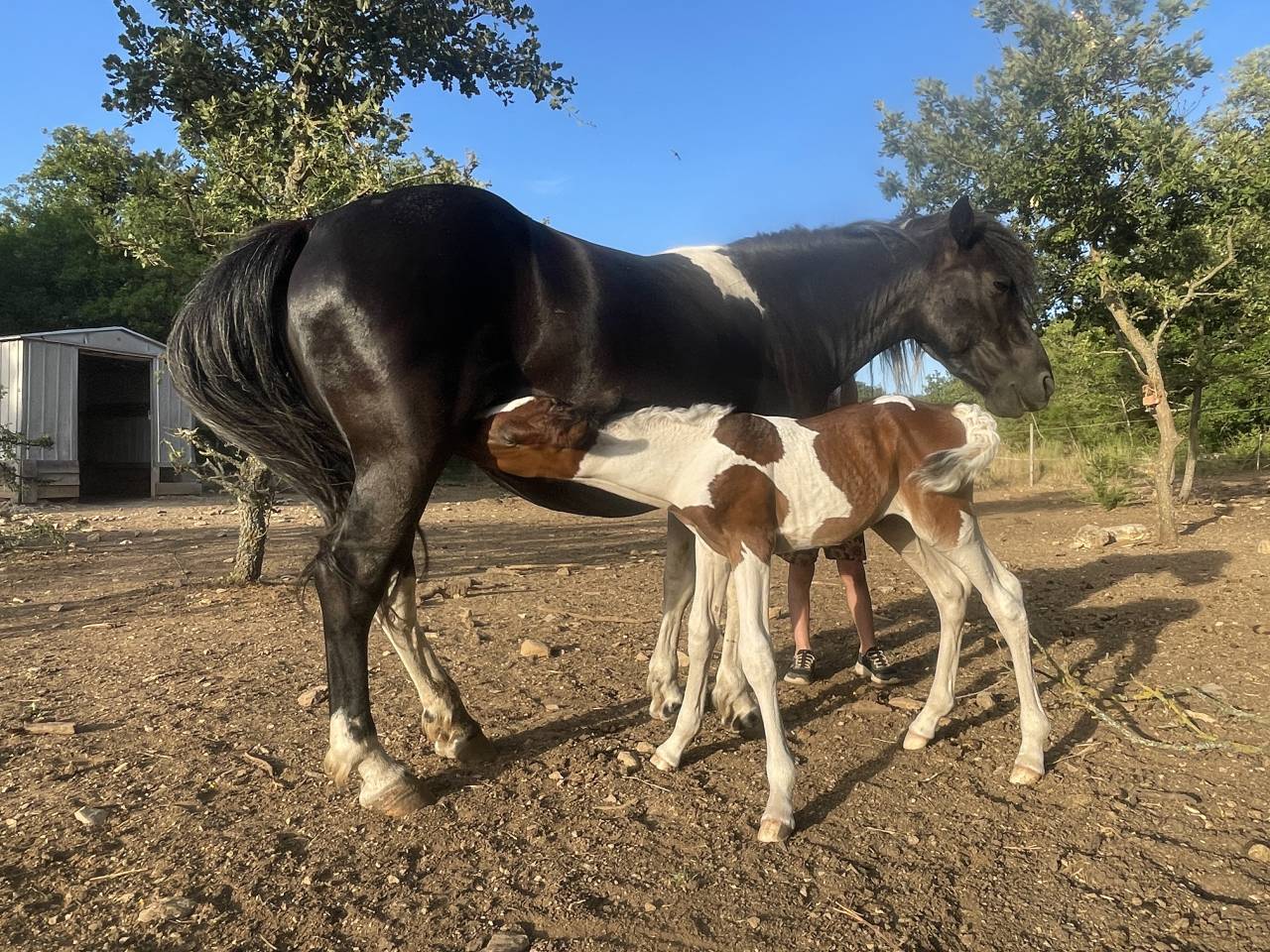 Ponette de club et &eacute;levage pie noir onc 10 ans 