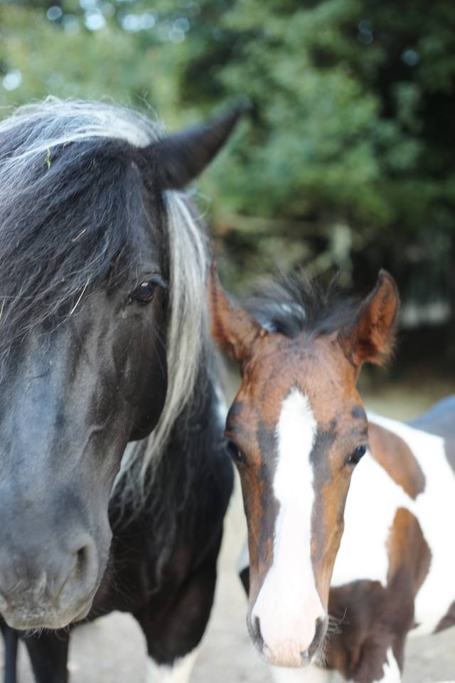 Ponette de club et &eacute;levage pie noir onc 10 ans 