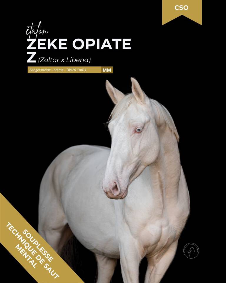 SAILLIES ETALON DE COULEUR 