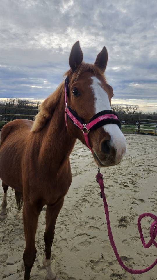 Male SF par Candy de nantuel 