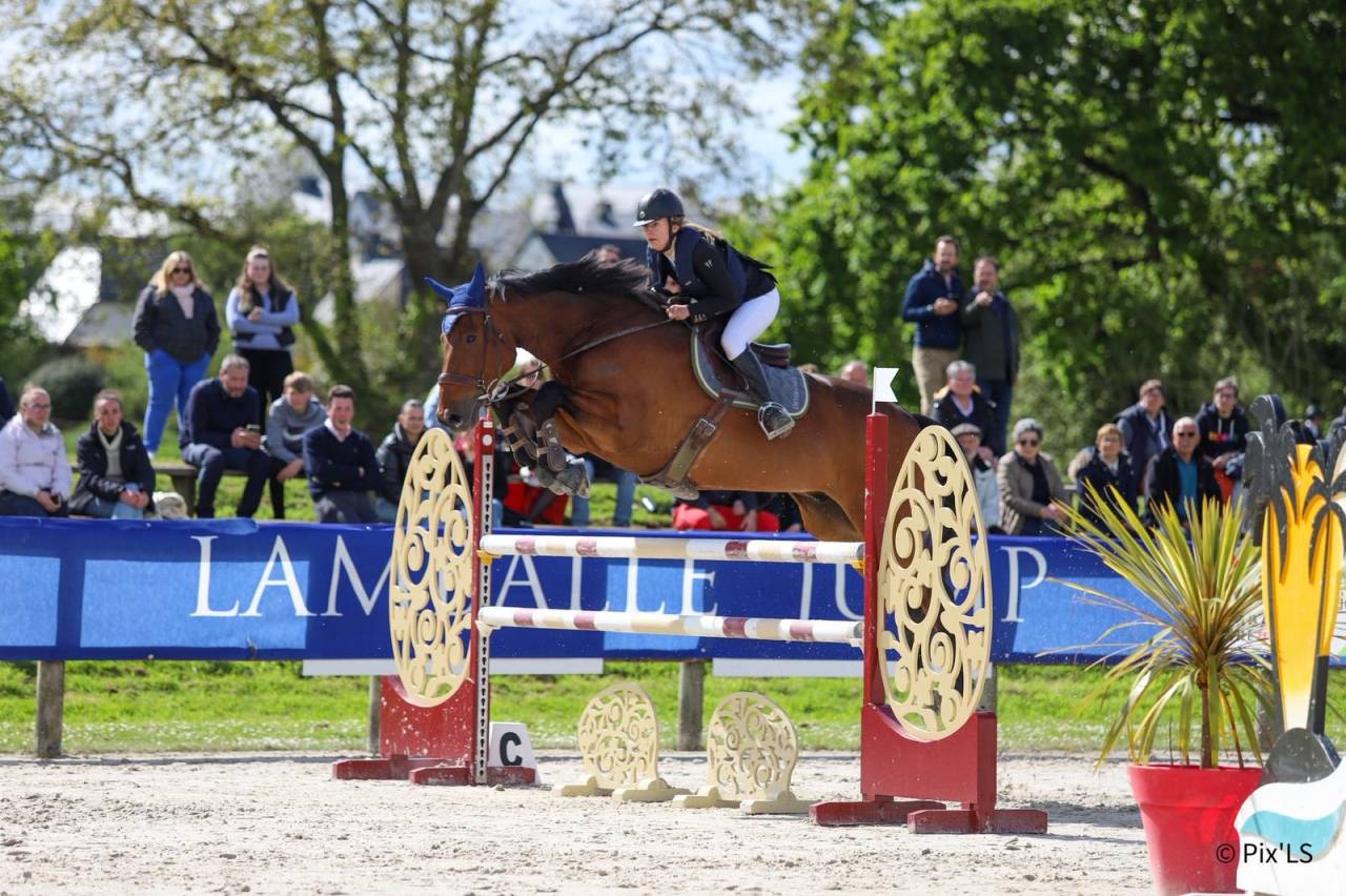 Hongre SF ma&icirc;tre d&rsquo;&eacute;cole 