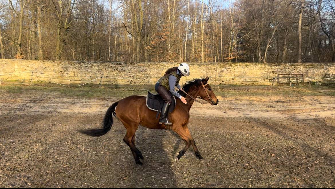 Jument 5 ans - Loisir, Balades, sport