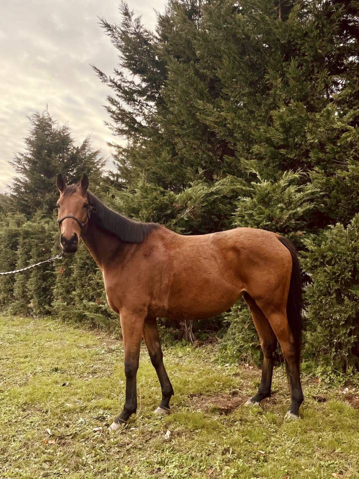 Jument 5 ans - Loisir, Balades, sport