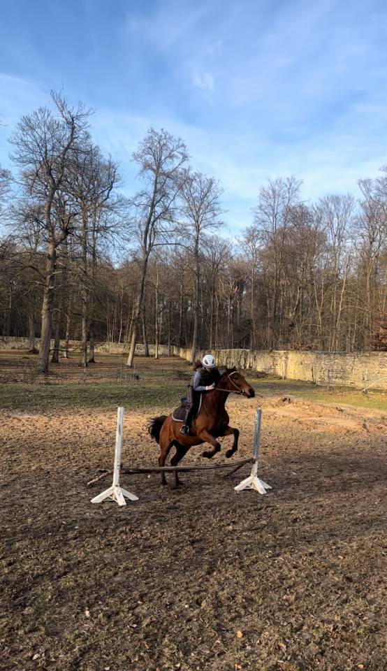 Jument 5 ans - Loisir, Balades, sport