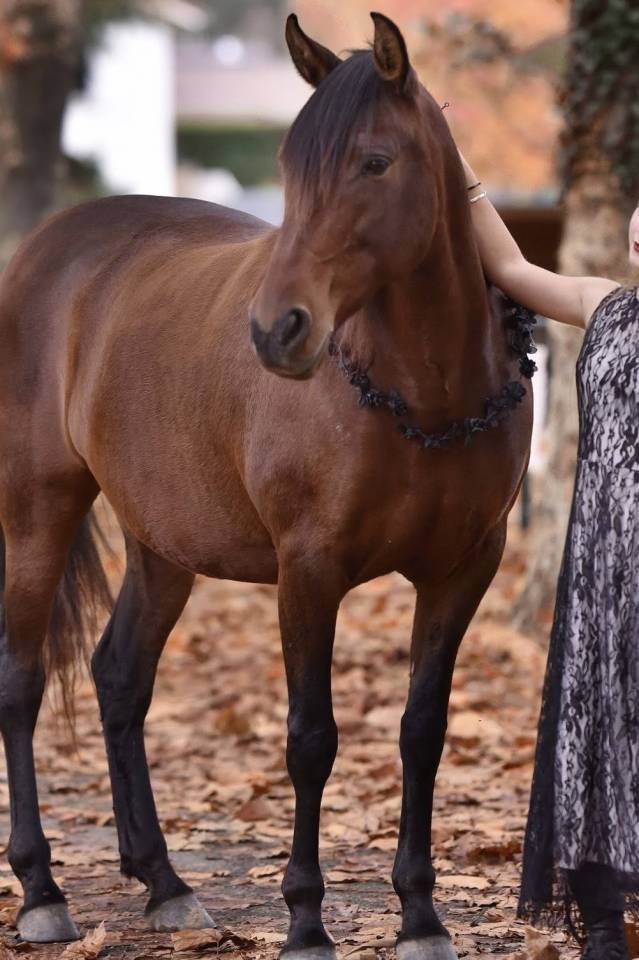 Cheval - Jument Pure Race Espagnol