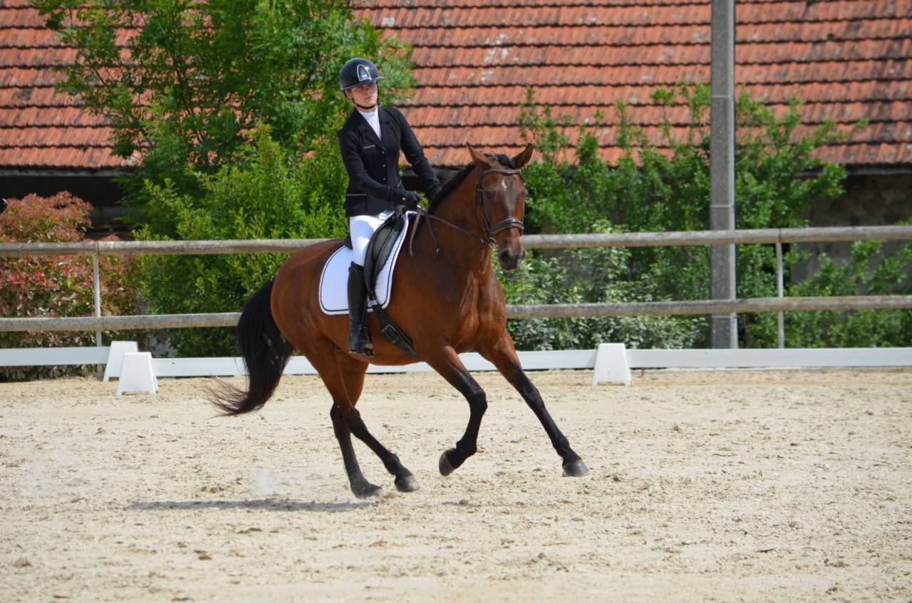 Cheval - Jument Pure Race Espagnol