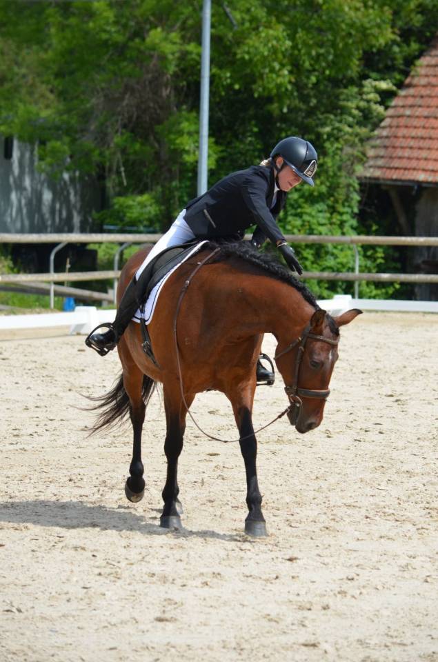 Cheval - Jument Pure Race Espagnol