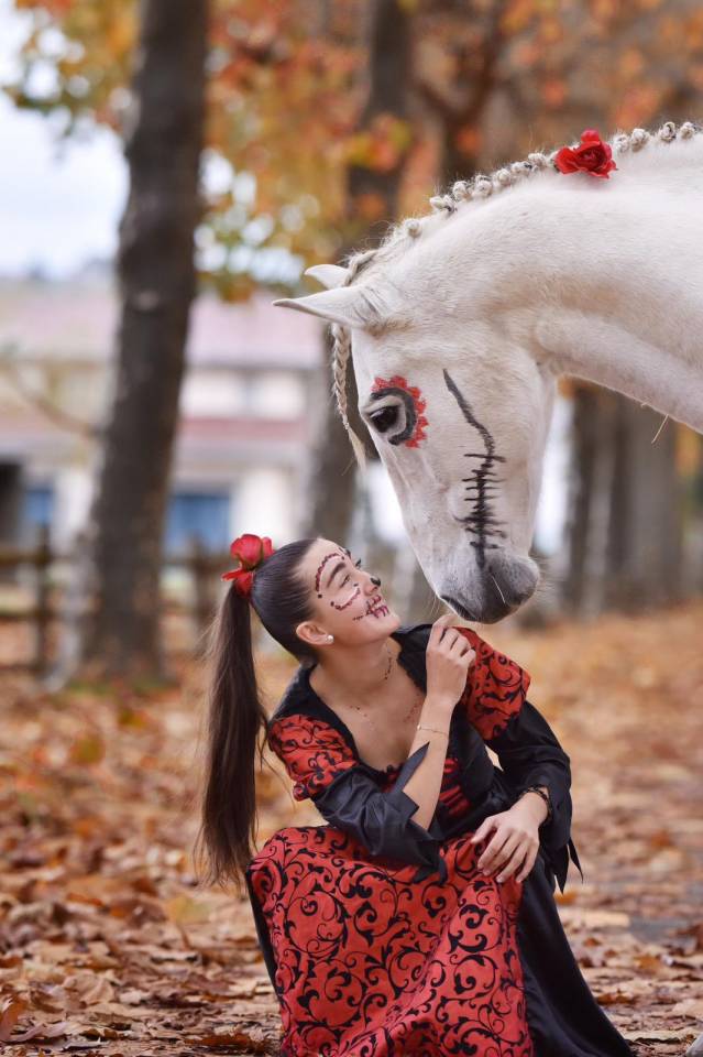 Cheval - Hongre Pure Race Espagnol