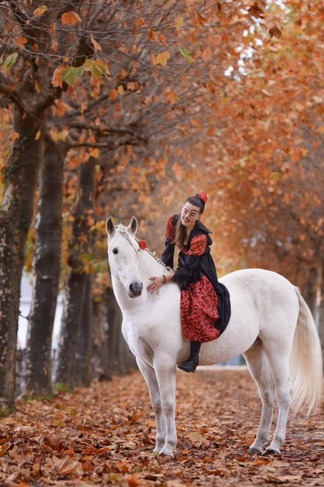 Cheval - Hongre Pure Race Espagnol