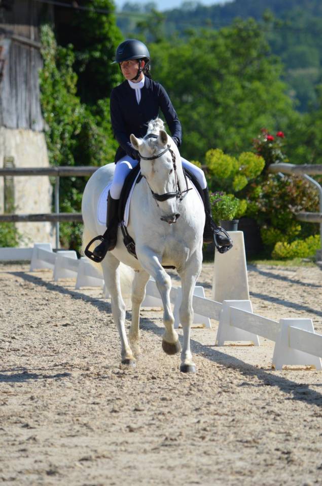 Cheval - Hongre Pure Race Espagnol