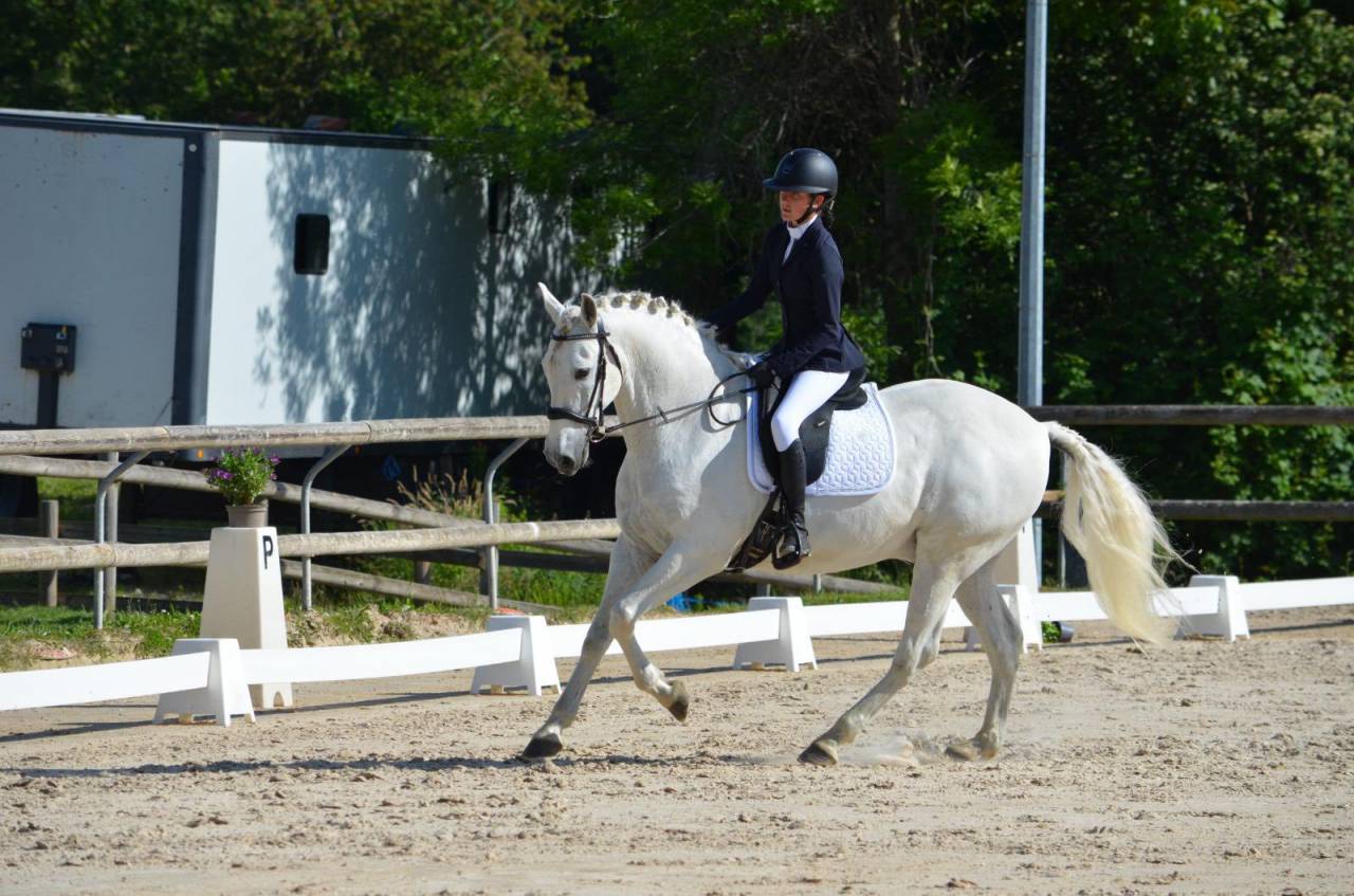 Cheval - Hongre Pure Race Espagnol