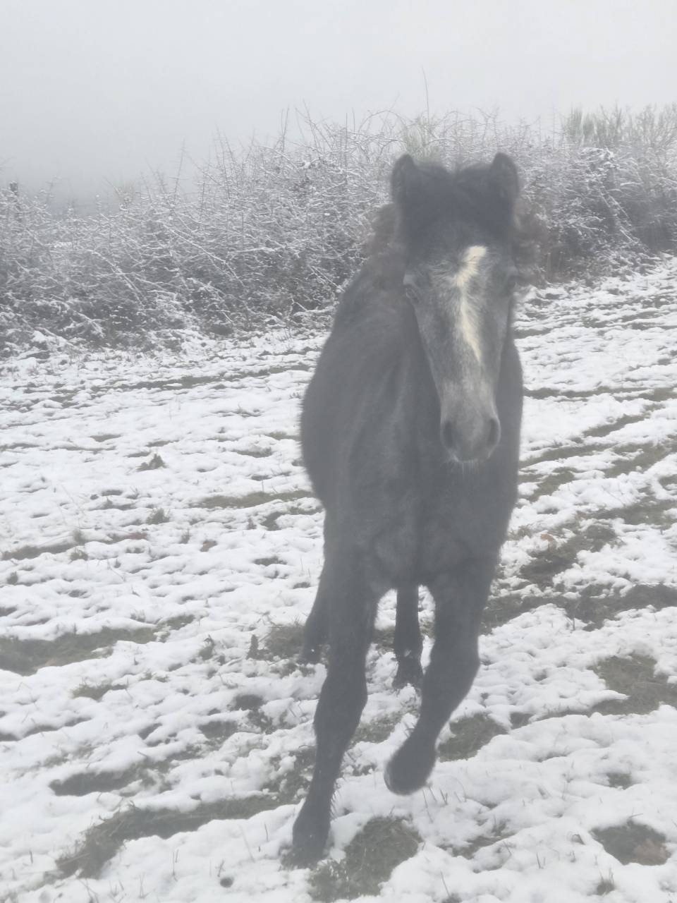 Connemara Plein papier