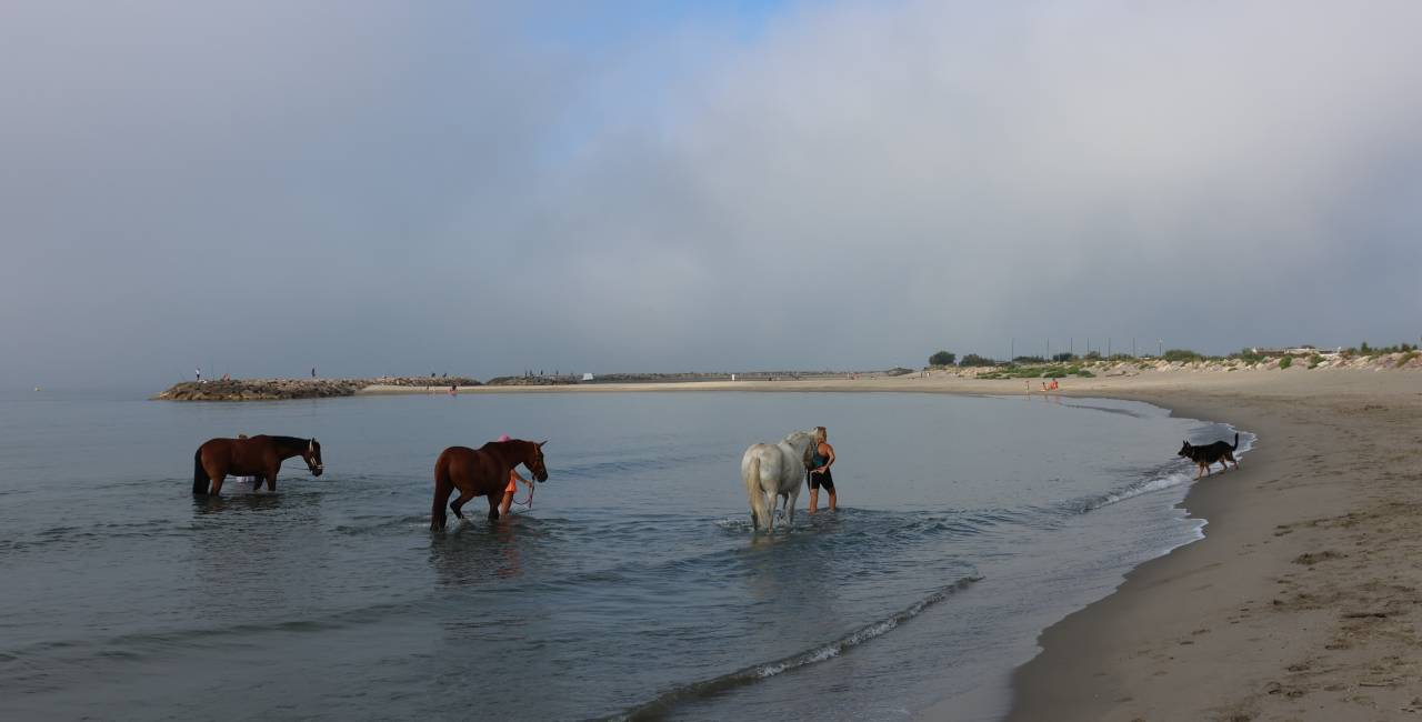 G&Icirc;TE EQUESTRE EN CAMARGUE