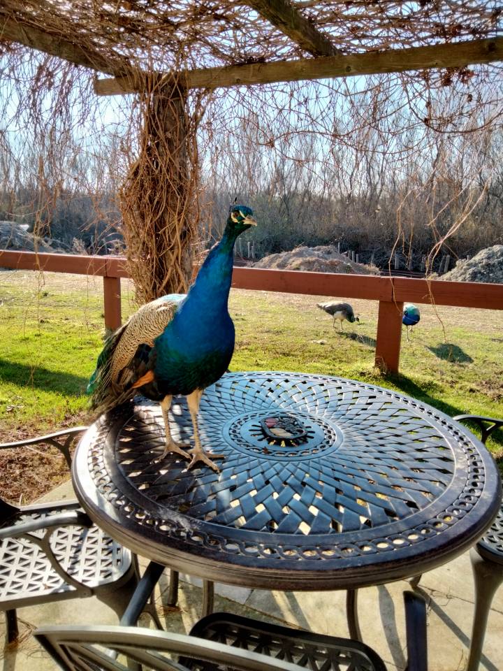 G&Icirc;TE EQUESTRE EN CAMARGUE