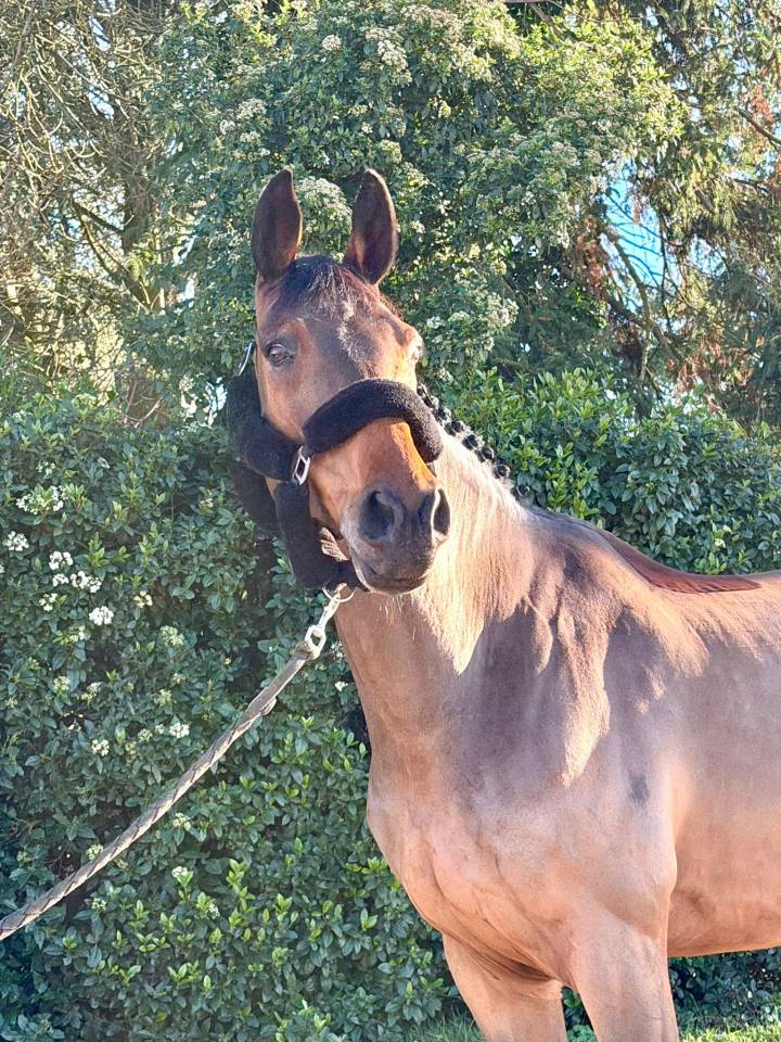 Hongre id&eacute;al children / junior 