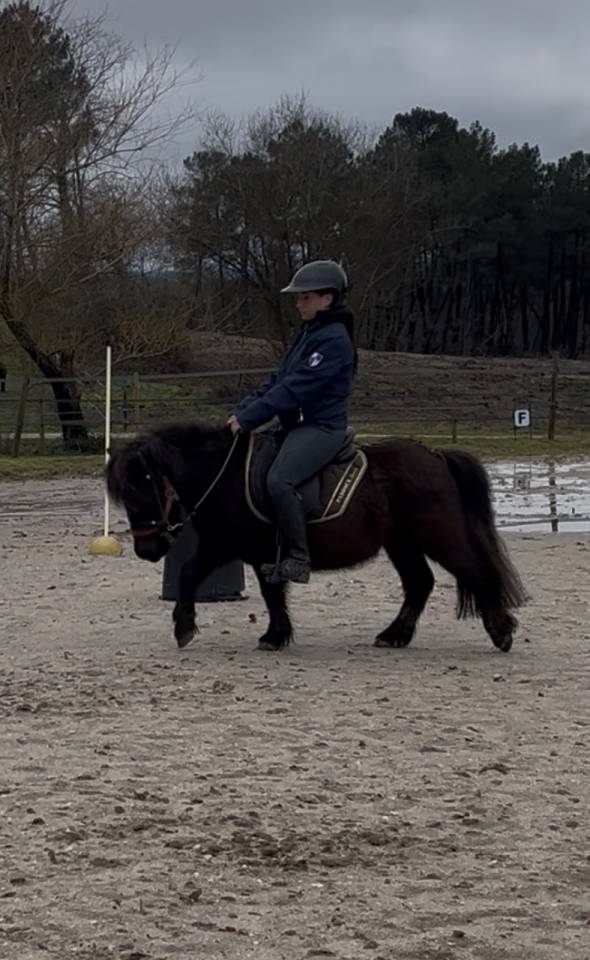 Mignon d&rsquo;Alix Super Shetland ONC Hongre 4 ans