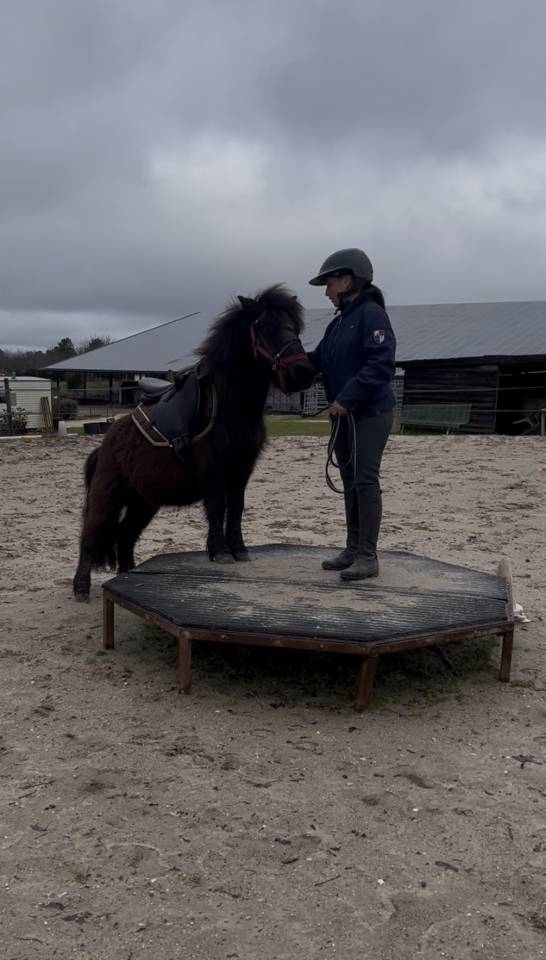 Mignon d&rsquo;Alix Super Shetland ONC Hongre 4 ans