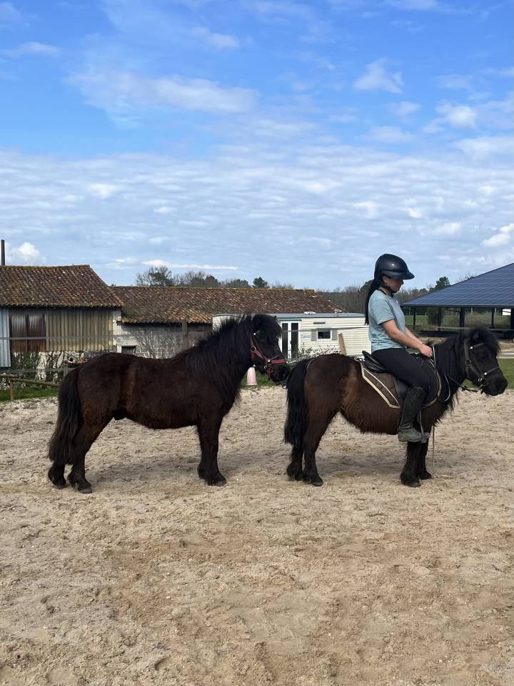Mignon d&rsquo;Alix Super Shetland ONC Hongre 4 ans