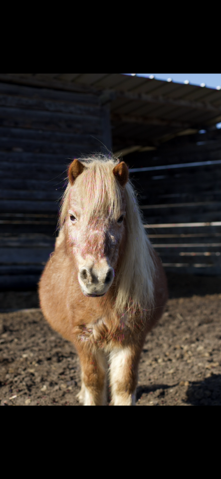 Ponette type shetland / poney miniature 