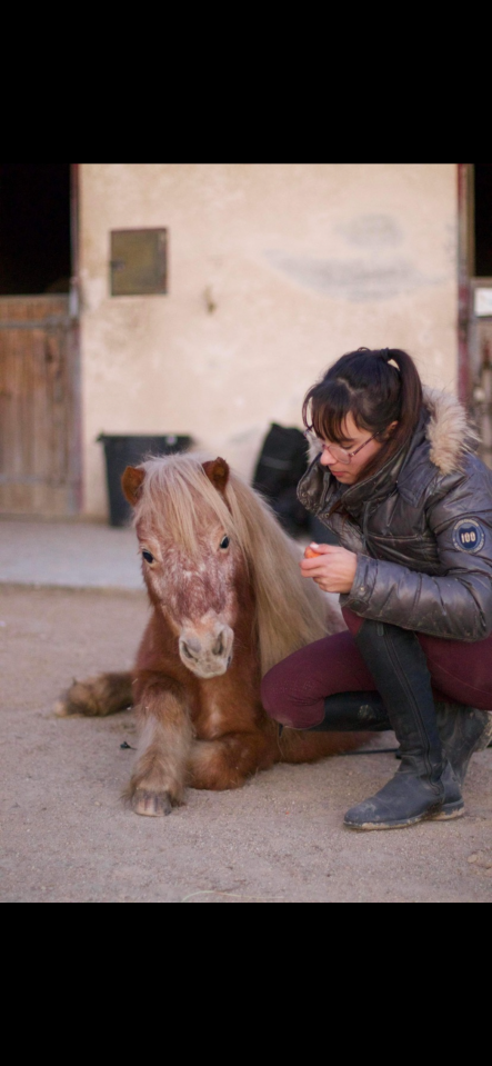Ponette type shetland / poney miniature 
