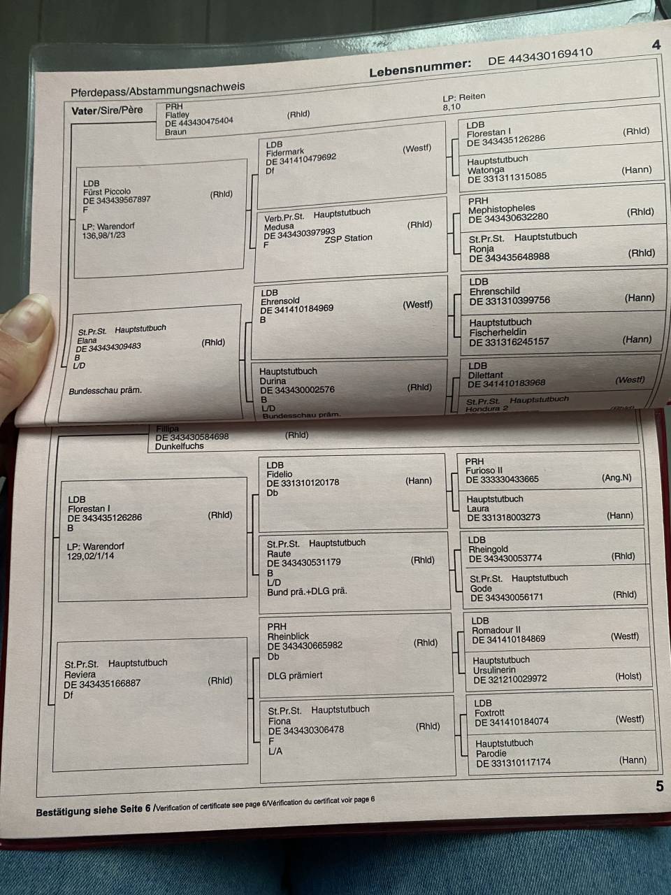 Poulini&egrave;re de dressage 