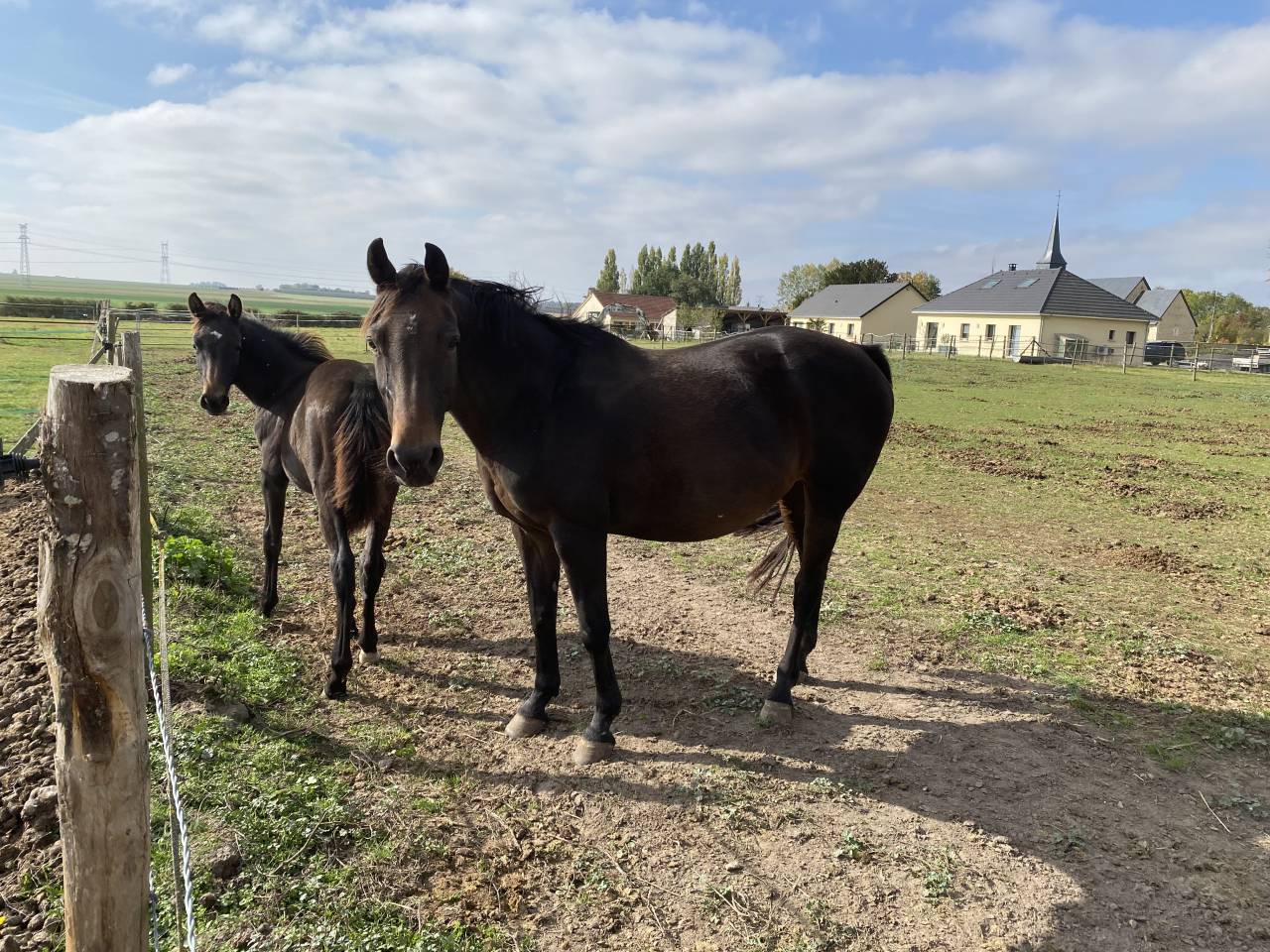 Poulini&egrave;re de dressage 
