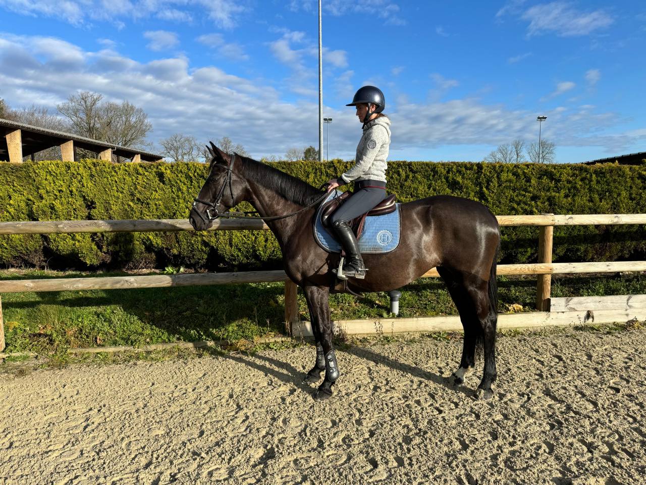 Super jument d'amateur