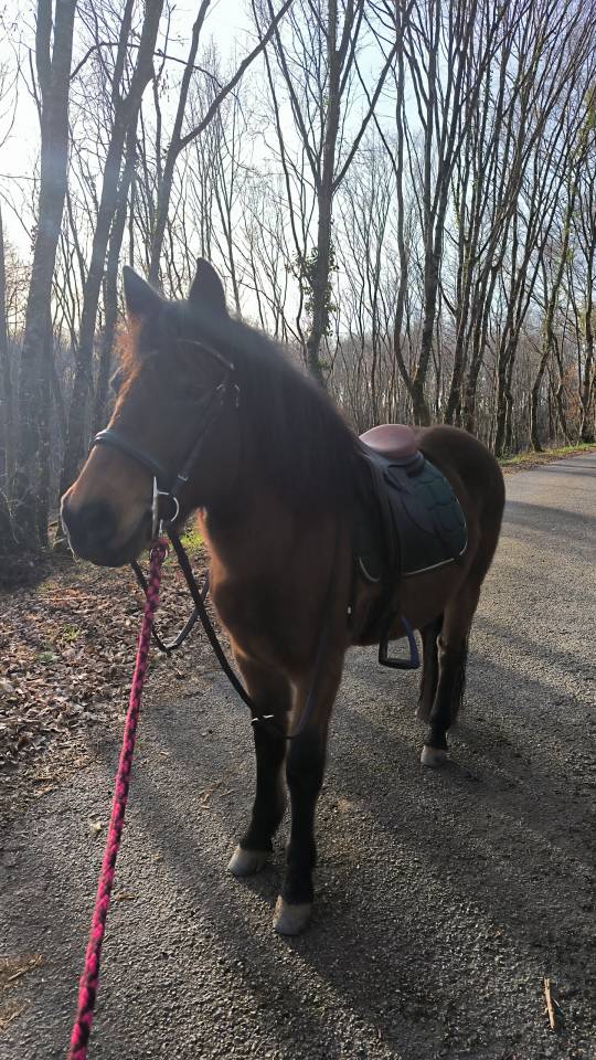 Poney hongre 1m40   8 ans 