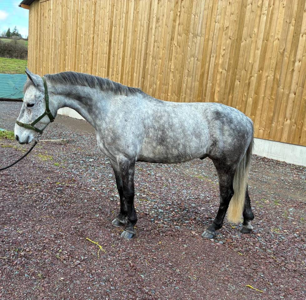 &Agrave; vendre Poney D 