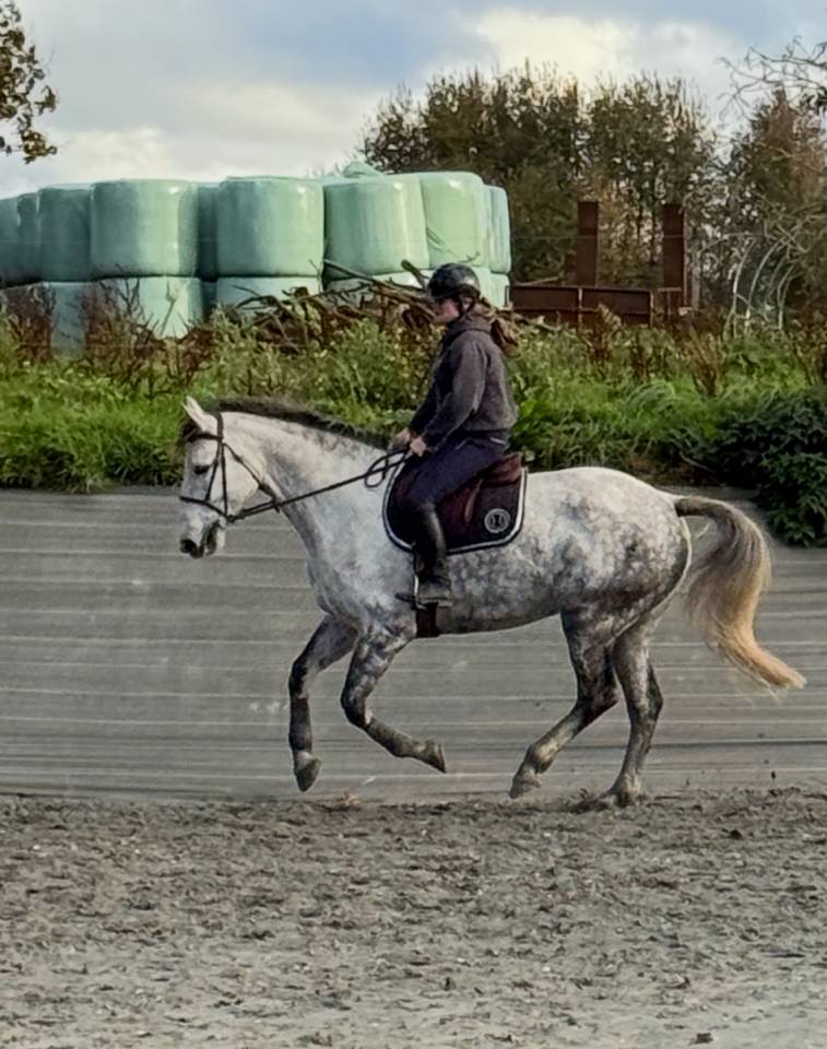 Selle fran&ccedil;ais 