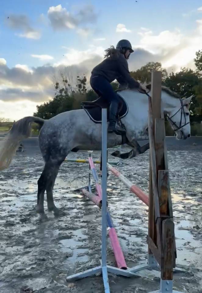 Selle fran&ccedil;ais 