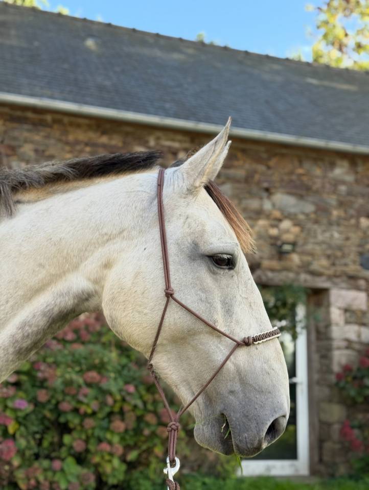 Selle fran&ccedil;ais 