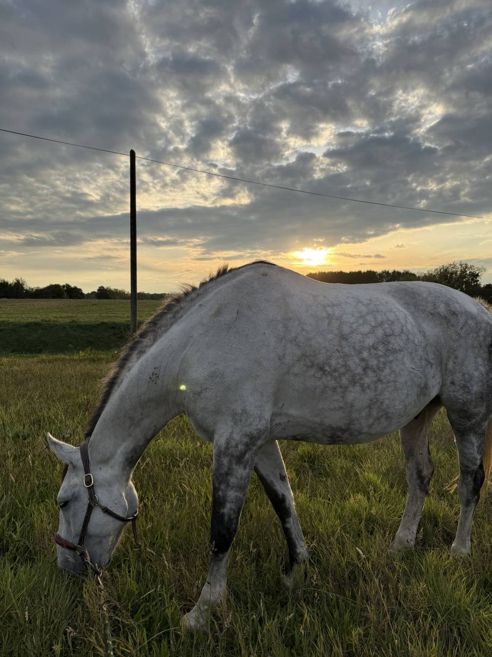 Selle fran&ccedil;ais 