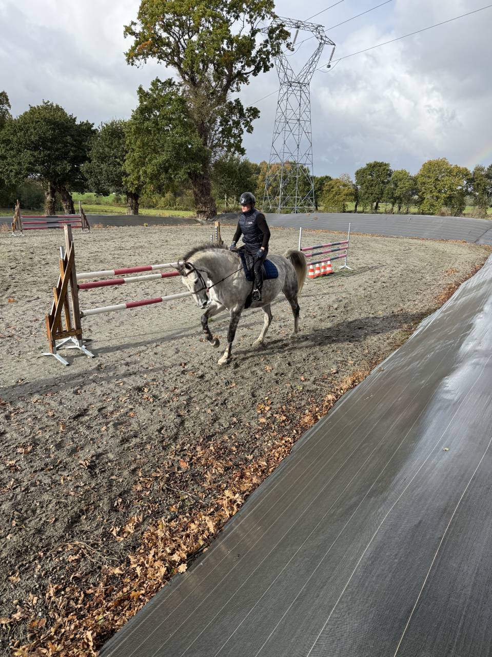 Selle fran&ccedil;ais 