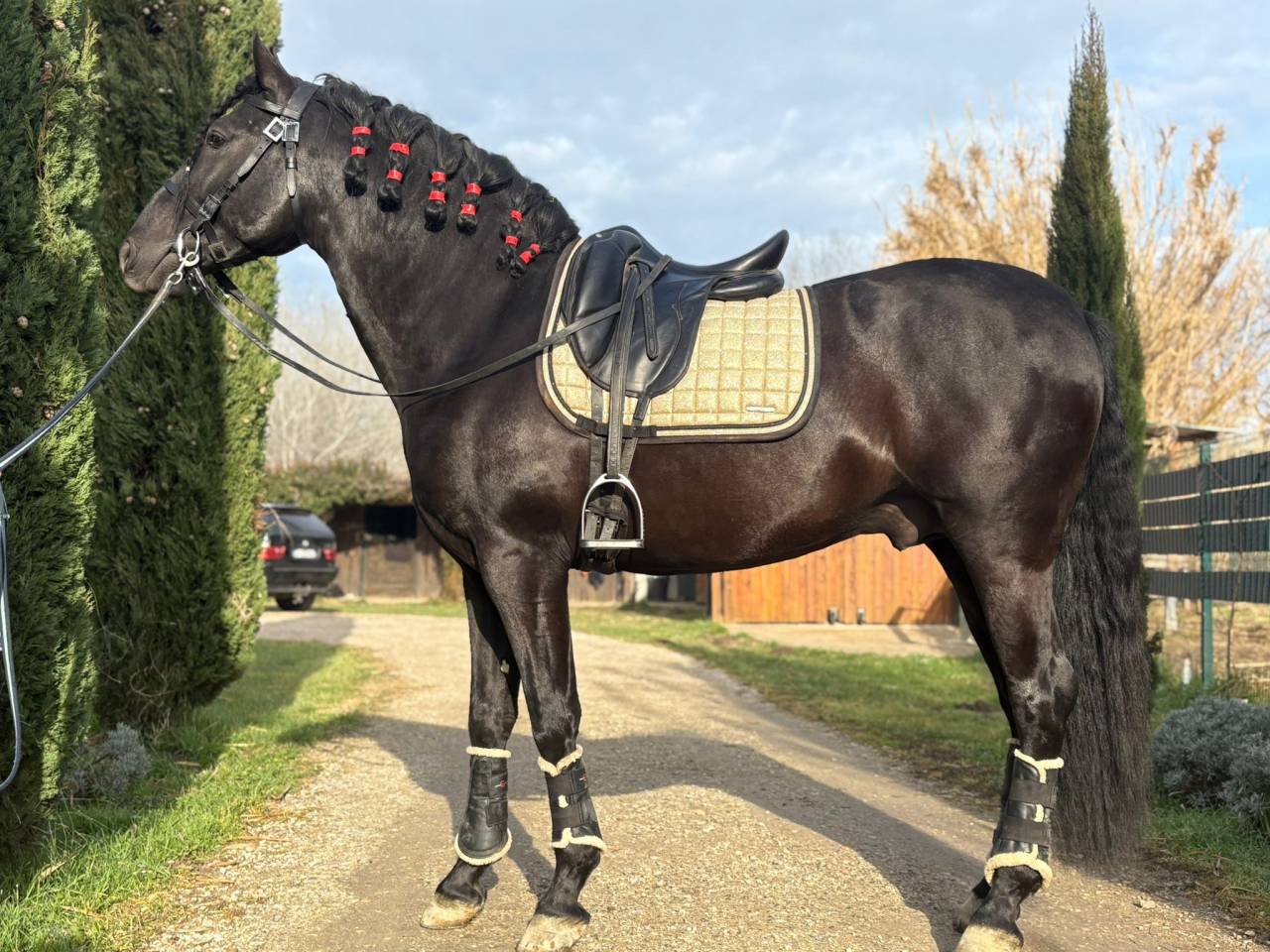 Luno JG pur race espagnol 