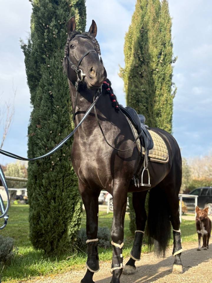 Luno JG pur race espagnol 