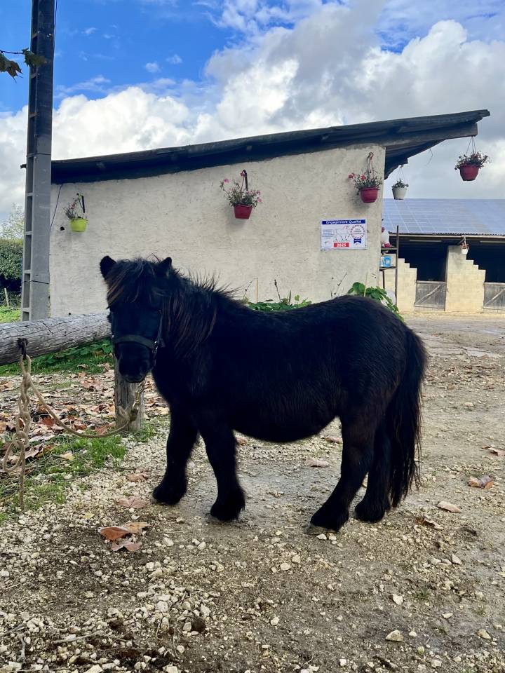 Naya Ponette tr&egrave;s douce PP shetland pour m&eacute;diation 