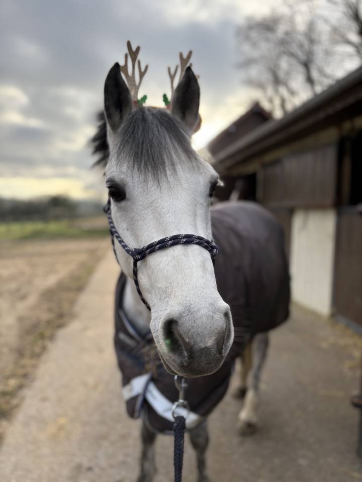Ponette C par Machno Carwyn
