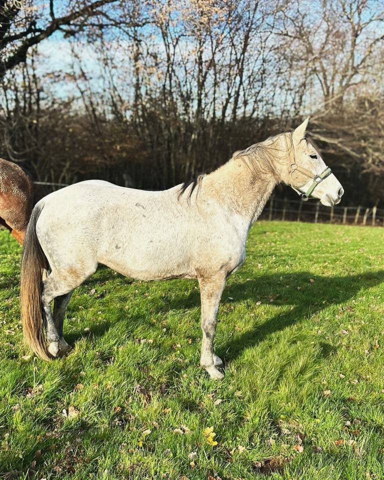 A r&eacute;server in ut&eacute;ro Selle Fran&ccedil;ais sport