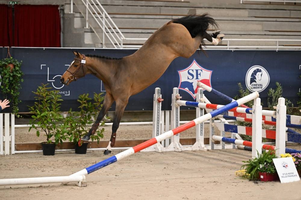 A r&eacute;server in ut&eacute;ro Selle Fran&ccedil;ais sport